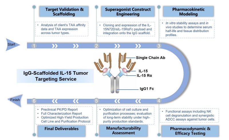 Core steps of IgG-scaffolded IL-15 tumor targeting service. (Creative Biolabs Original)