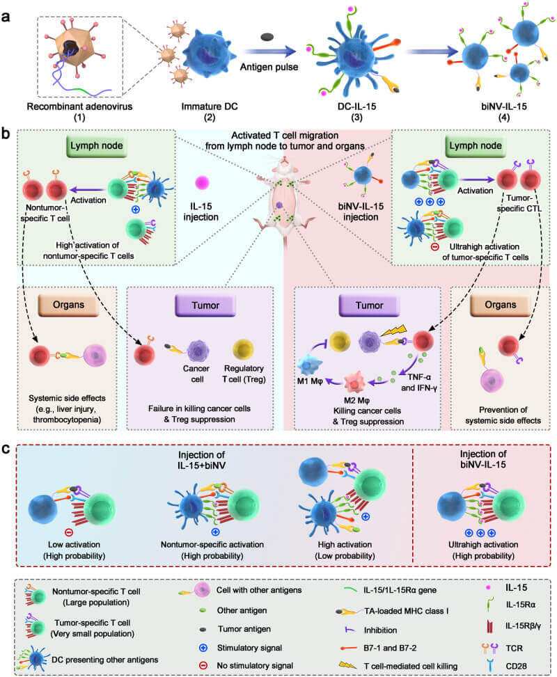 Fig 1. Diagram Illustrating the Structure of Tumor-Targeted biNV-IL-15. (OA Literature)