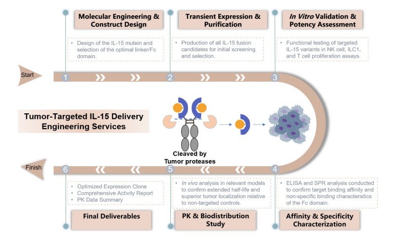Core steps of tumor-targeted IL-15 delivery engineering service. (Creative Biolabs Original)