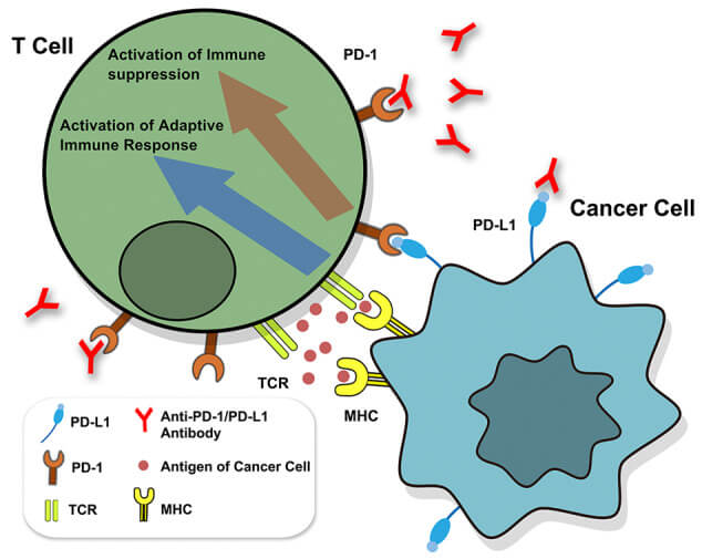 Fig 1. The binding of PD1 and PD-L1 can prevent the signaling transduction of T cells to inhibit the immune response. (OA Literature)