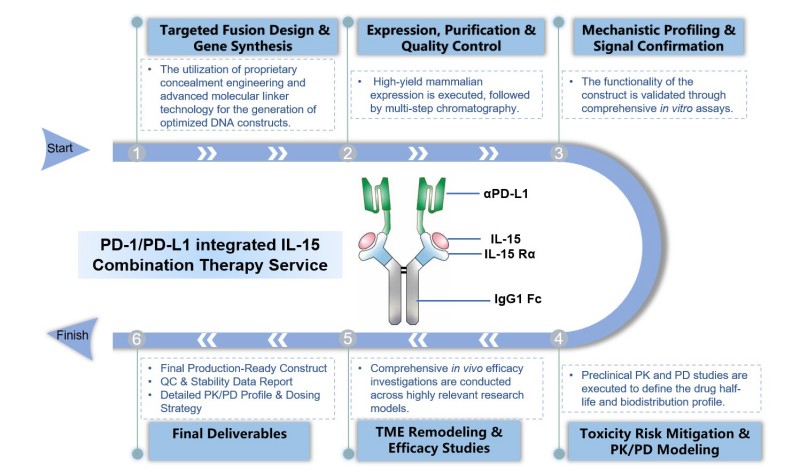 Core steps of PD-1/PD-L1 integrated IL-15 combination therapy service. (Creative Biolabs Original)