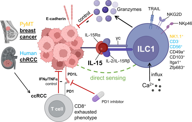Fig 1. Mechanism of ILC1 tumor immunosurveillance in RCC and PyMT breast cancer. (OA Literature)