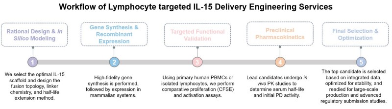 Core steps of lymphocyte-targeted IL-15 delivery engineering service. (Creative Biolabs Original)