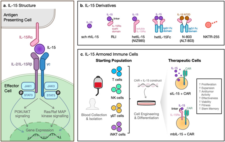 Fig 1. Biology of IL-15 and its receptor. (OA Literature)
