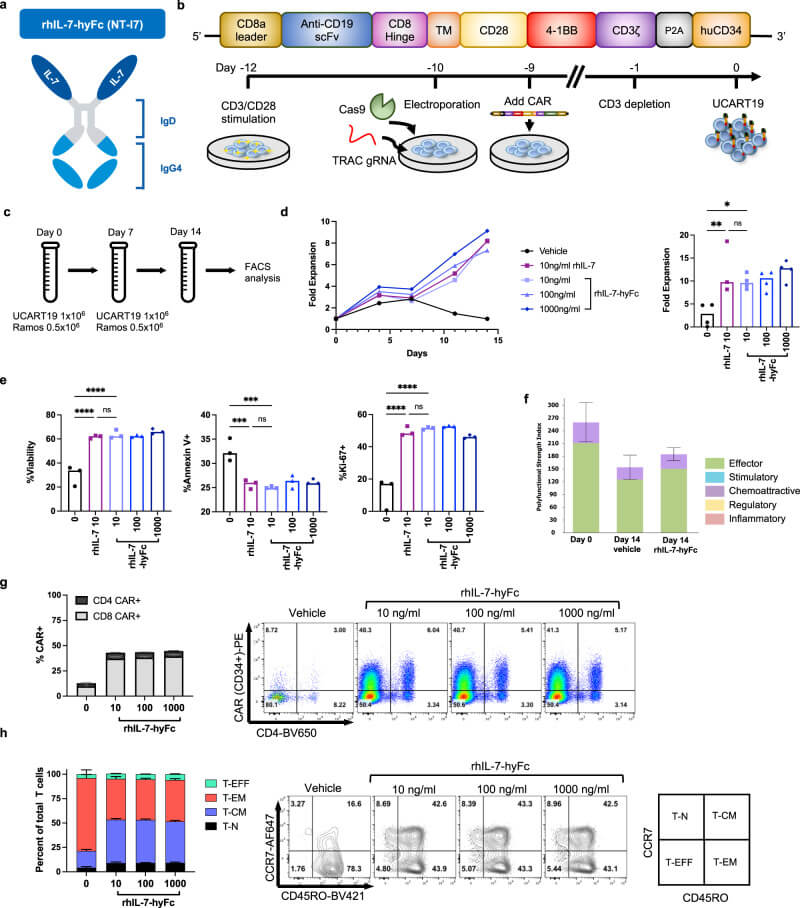 Fig 1. rhIL-7-hyFc enhances UCART19 expansion and function in vitro. (OA Literature)