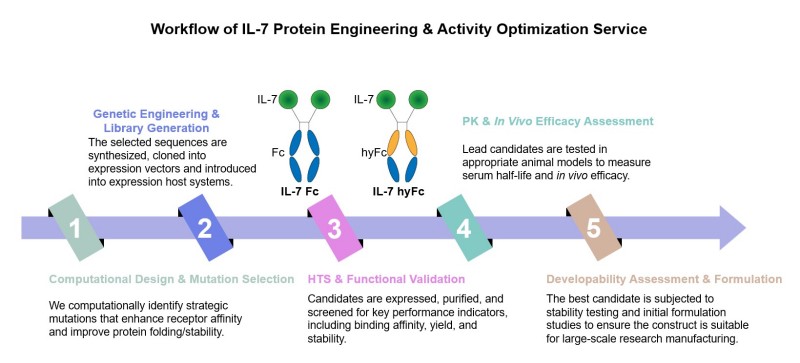 Core steps of IL-7 protein engineering & activity optimization service. (Creative Biolabs Original)