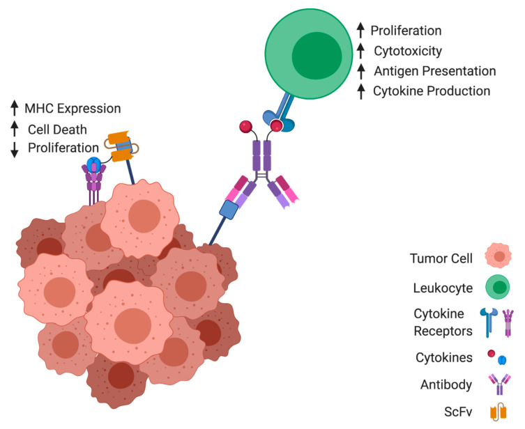 Fig 1. Concept of immunocytokine anti-cancer mechanism. (OA Literature)