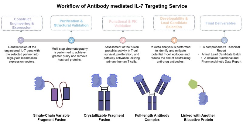 Core steps of antibody mediated IL-7 targeting service. (Creative Biolabs Original)