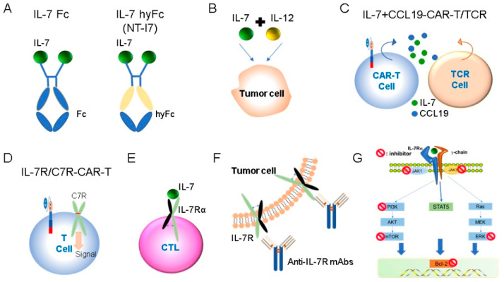 Fig 1. Application of IL-7 and IL-7R in cancer immunotherapy. (OA Literature)