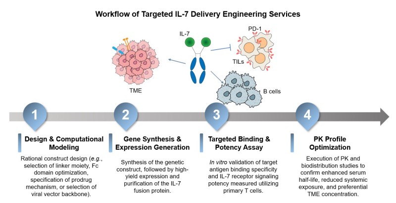Core steps of targeted IL-7 delivery engineering services. (Creative Biolabs Original)