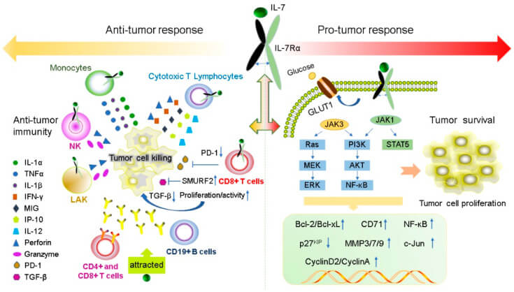Fig 1. Anti-Tumor Effects of IL-7 and IL-7Rα. (OA Literature)