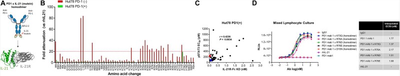 Fig 1. Schematic representation of fusion protein domain assembly and IL-21 activity monitor. (OA Literature)