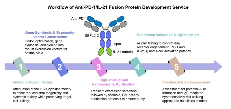 Core steps of anti-PD-1/IL-21 fusion protein development. (Creative Biolabs Original)