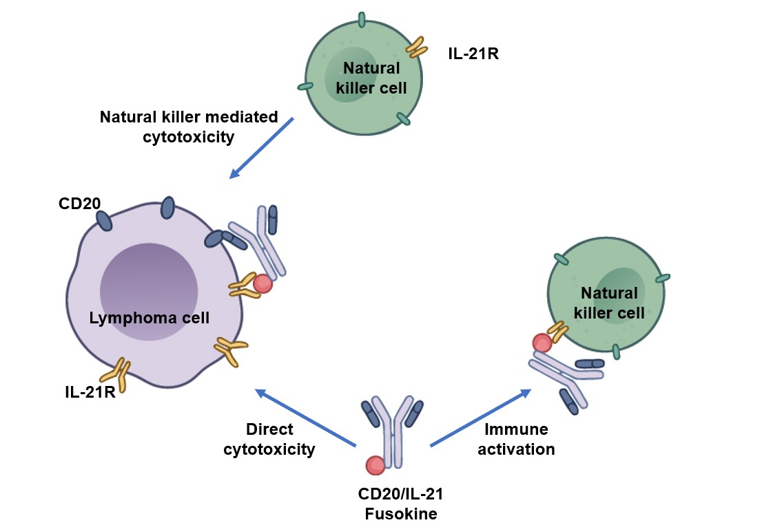 Fig 1. Anti-CD20-IL-21 fusokine's 2 additional mechanisms of cytotoxicity. (OA Literature)