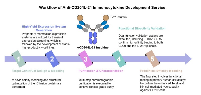 Core steps of anti-CD20/IL-21 immunocytokine development. (Creative Biolabs Original)
