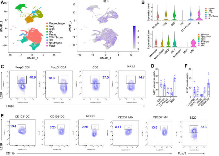 Fig 1. Preparation and the large-scale expansion of TIL from tumor tissue. (OA Literature)