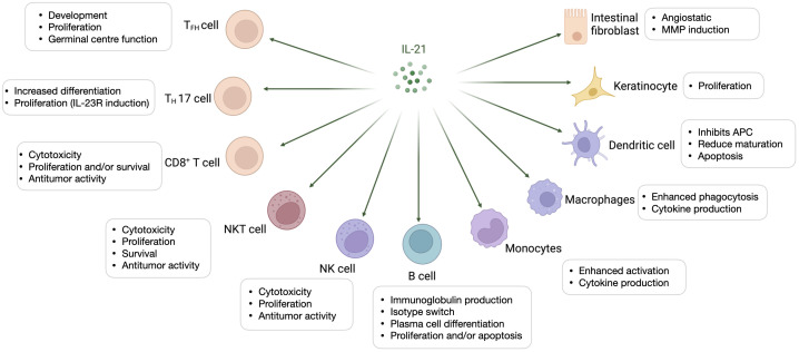 Fig 1. IL-21 modulates proliferation, maturation, and activation of several cell types. (OA Literature)