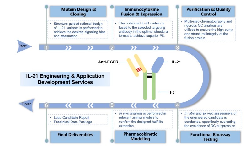 Core steps of IL-21 engineering & application development. (Creative Biolabs Original)