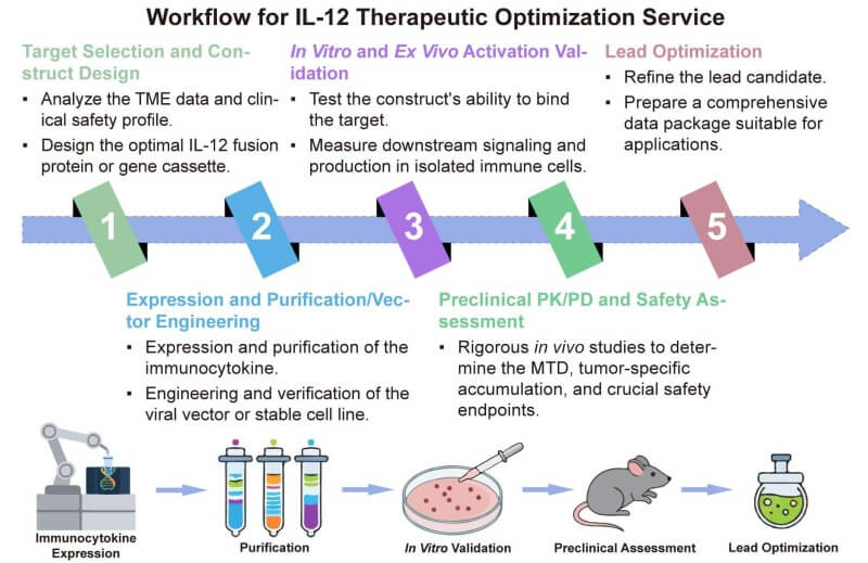A simple procedure for IL-12 therapeutic optimization service. (Creative Biolabs Original)