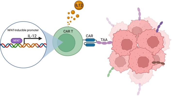 Fig.1 Tumor-sensing IL-12 production via an NFAT-inducible knock-in enhances CAR T cell efficacy and safety. (OA Literature)