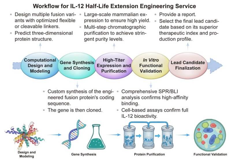 A simple procedure for IL-12 half-life extension engineering service. (Creative Biolabs Original)