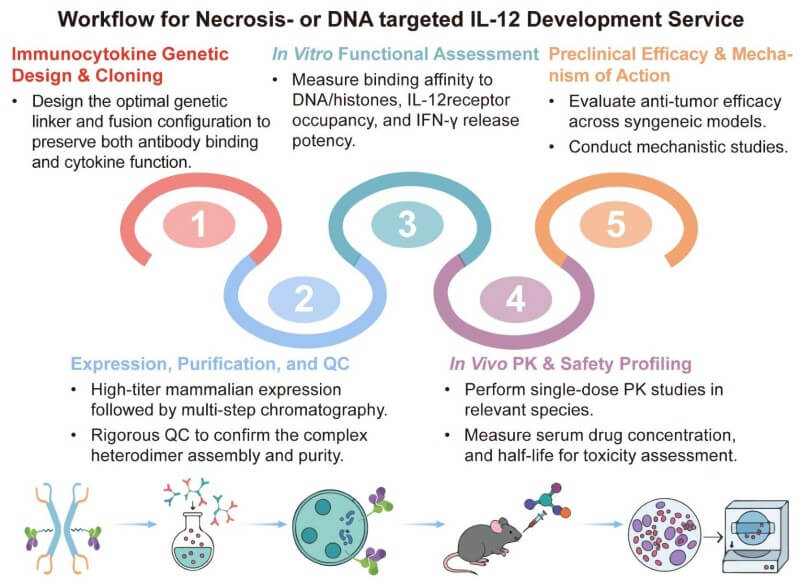 A simple procedure for necrosis- or DNA-targeted IL-12 development service. (Creative Biolabs Original)
