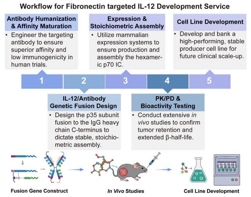 A simple procedure for fibronectin targeted IL-12 development service. (Creative Biolabs Original)