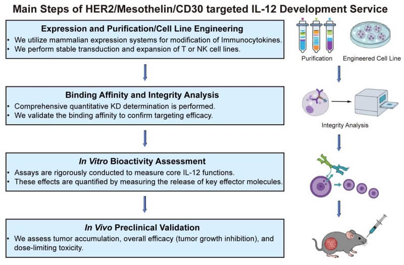 A simple procedure for HER2/mesothelin/CD30 targeted IL-12 development service. (Creative Biolabs Original)