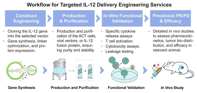 A simple procedure for targeted IL-12 delivery engineering services. (Creative Biolabs Original)