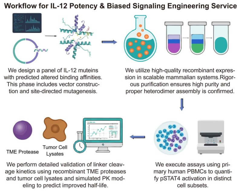 A simple procedure for IL-12 potency and biased signaling engineering service. (Creative Biolabs Original)