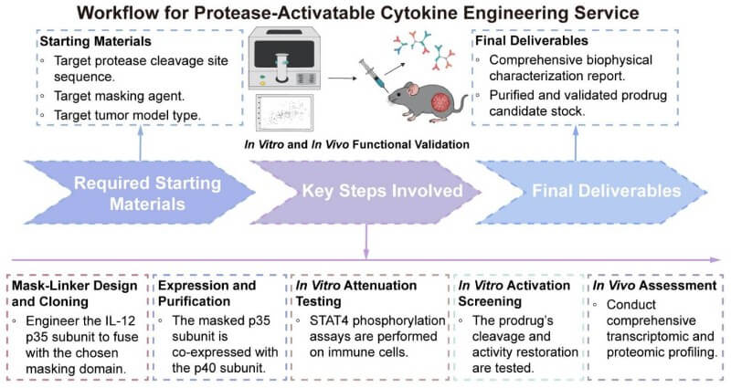 A simple procedure for protease-activatable cytokine engineering service. (Creative Biolabs Original)