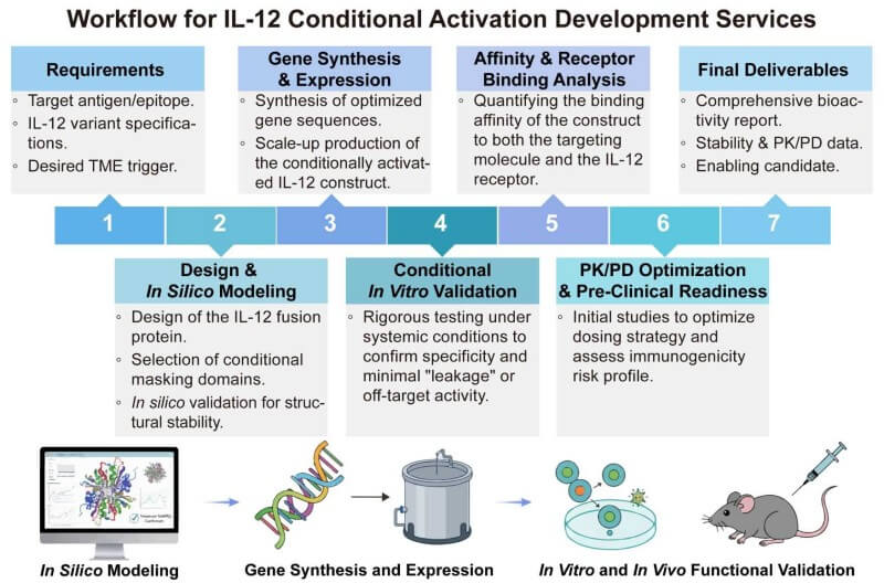 A simple procedure for IL-12 conditional activation development services. (Creative Biolabs Original)