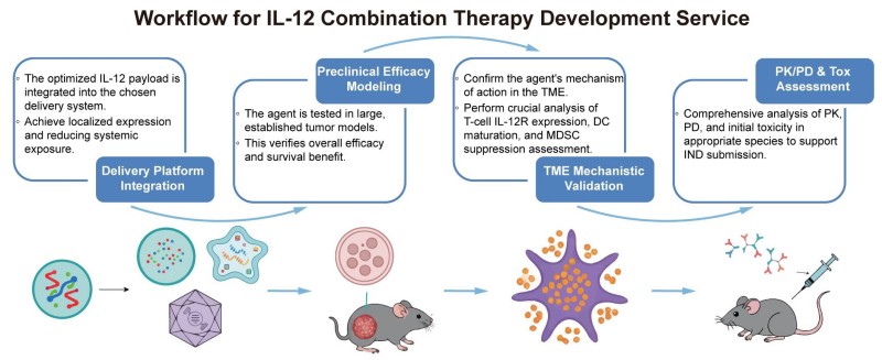 A simple procedure for IL-12 combination therapy development service. (Creative Biolabs Original)