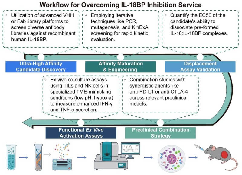 A simple procedure for overcoming IL-18BP inhibition service. (Creative Biolabs Original)