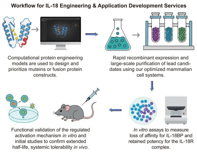A simple procedure for IL-18 engineering and application development services. (Creative Biolabs Original)