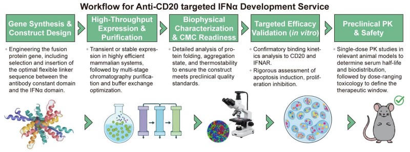 A simple procedure for anti-CD20 targeted IFNα development service. (Creative Biolabs Original)