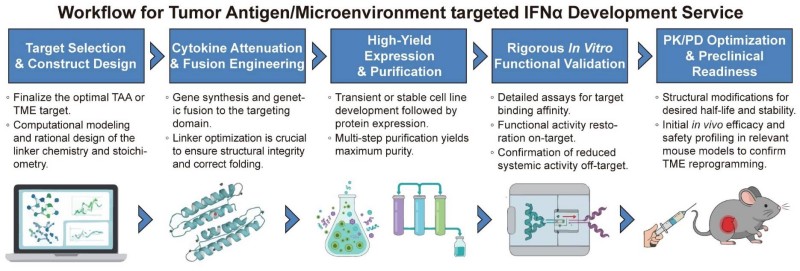 A simple procedure for tumor antigen/microenvironment targeted IFNα development service. (Creative Biolabs Original)