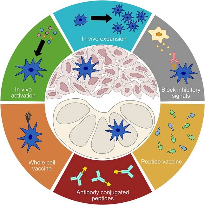 Fig.1 Dendritic cells as a frontier in cancer immunotherapy. (OA Literature)