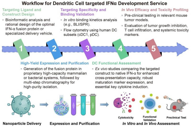 A simple procedure for dendritic cell targeted IFNα development service. (Creative Biolabs Original)