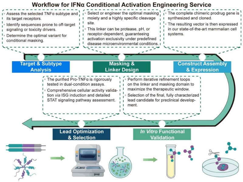 A simple procedure for IFNα conditional activation engineering service. (Creative Biolabs Original)