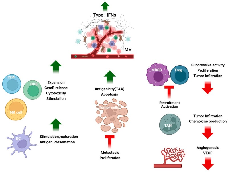Fig.1 IFN-I as a key regulator of the TME. (OA Literature)