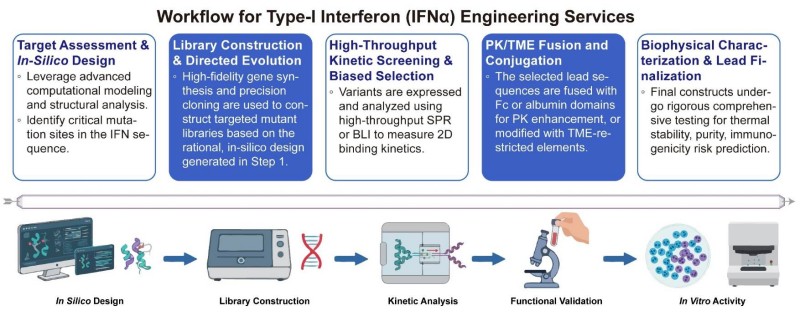 A simple procedure for type-I interferon (IFNα) engineering services. (Creative Biolabs Original)