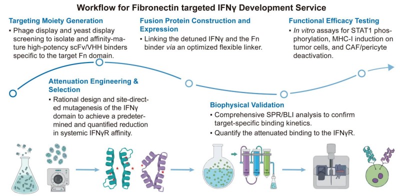 A simple procedure for fibronectin targeted IFNγ development service. (Creative Biolabs Original)