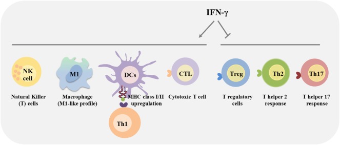 Fig 1. IFN-γ actions on immune cells. (OA Literature)