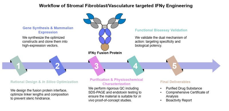 Core steps of stromal fibroblast/vasculature targeted IFNγ engineering service. (Creative Biolabs Original)
