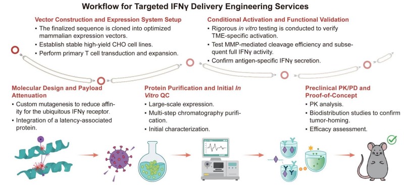 A simple procedure for targeted IFNγ delivery engineering services. (Creative Biolabs Original)