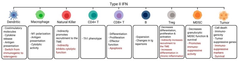 Fig.1 Pleiotropic effects of type II interferon in the tumor ecosystem. (OA Literature)