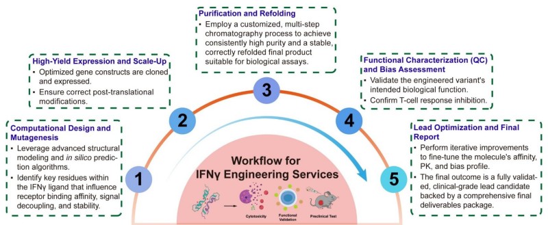 A simple procedure for IFNγ engineering services. (Creative Biolabs Original)