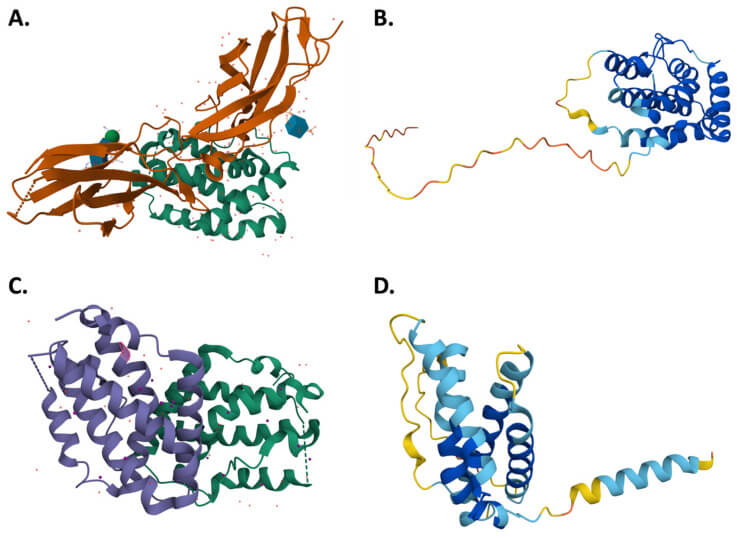 Fig 1. Molecular structure, signaling mechanism, and common aspects of Type III interferons. (OA Literature)
