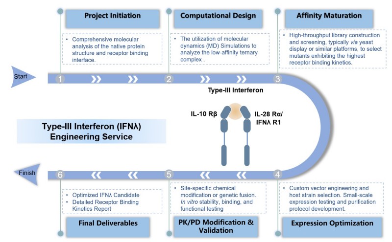 Core steps of IFNλ engineering service. (Creative Biolabs Original)